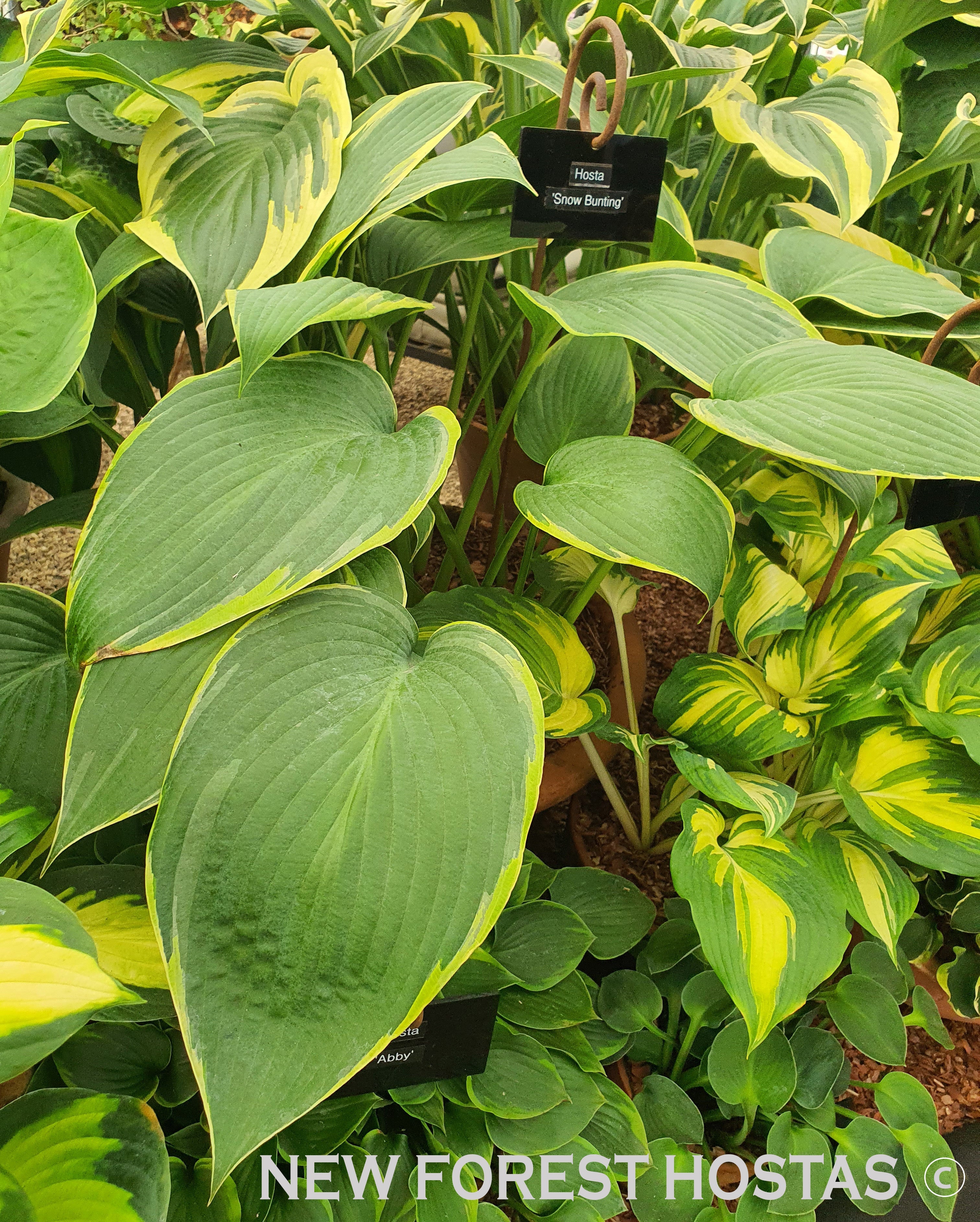 Hosta 'Snow Bunting' - New Forest Hostas & Hemerocallis
