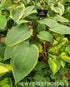 Hosta 'Snow Bunting' - New Forest Hostas & Hemerocallis