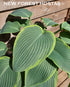 Hosta 'Snow Bunting' - New Forest Hostas & Hemerocallis