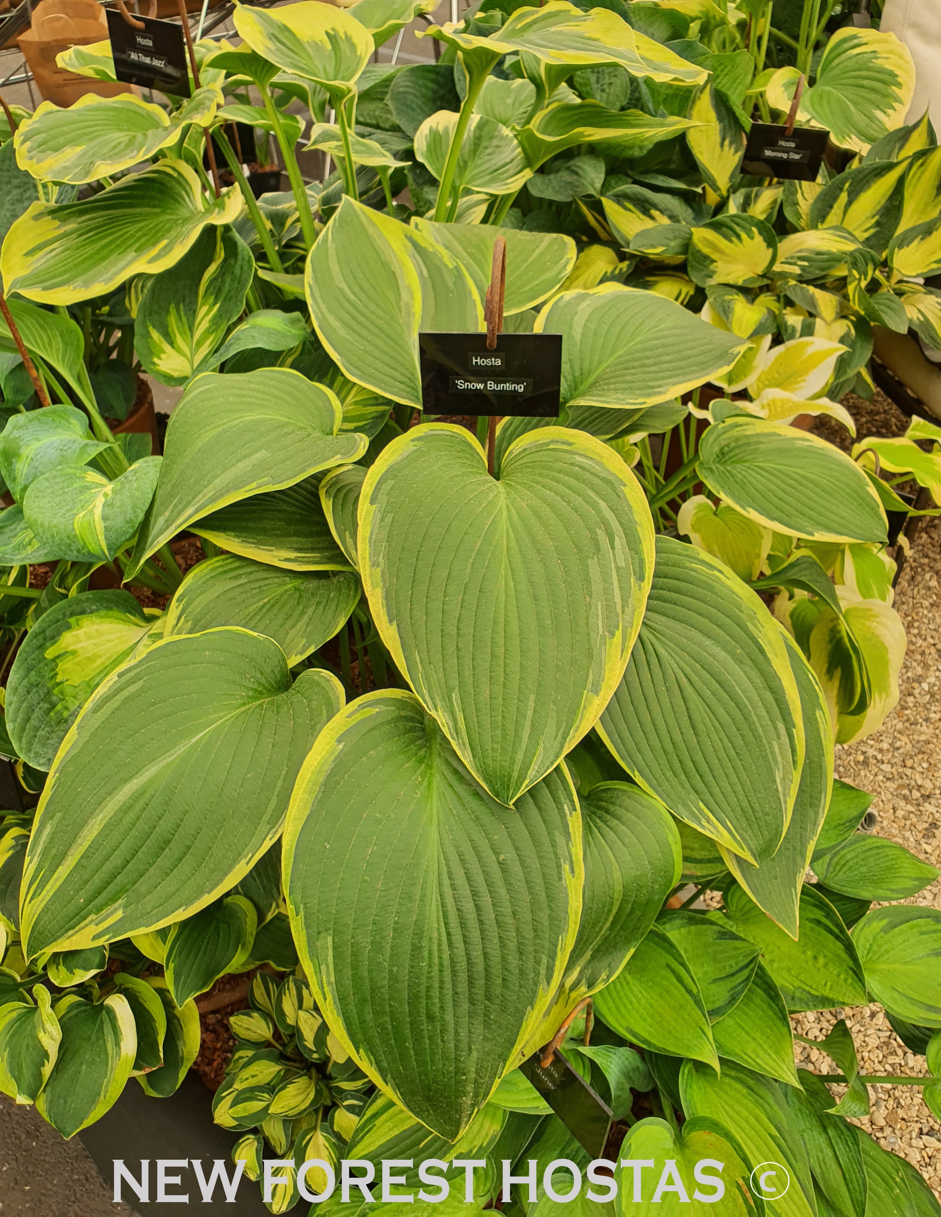 Hosta 'Snow Bunting' - New Forest Hostas & Hemerocallis