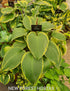 Hosta 'Snow Bunting' - New Forest Hostas & Hemerocallis