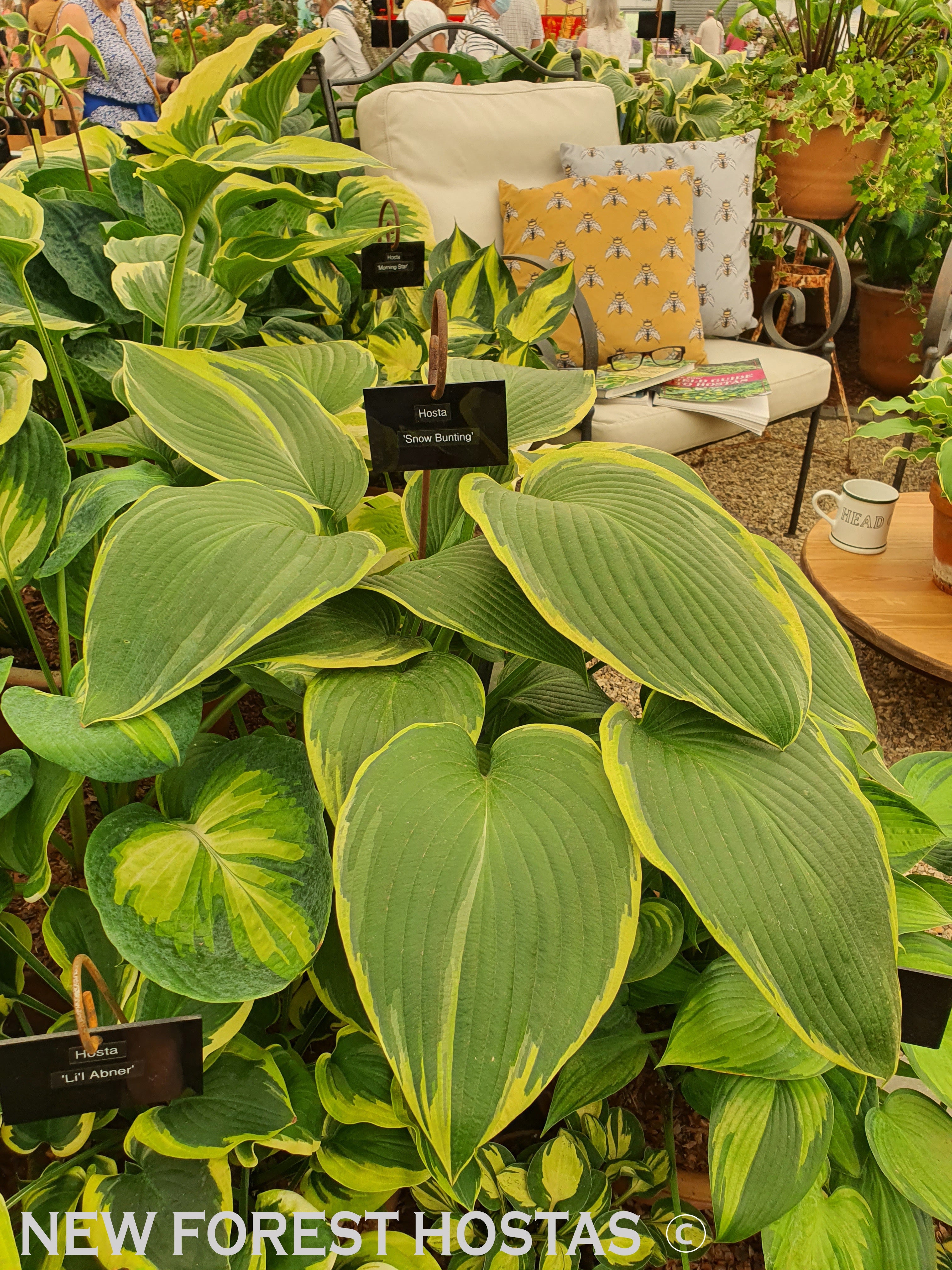 Hosta 'Snow Bunting' - New Forest Hostas & Hemerocallis