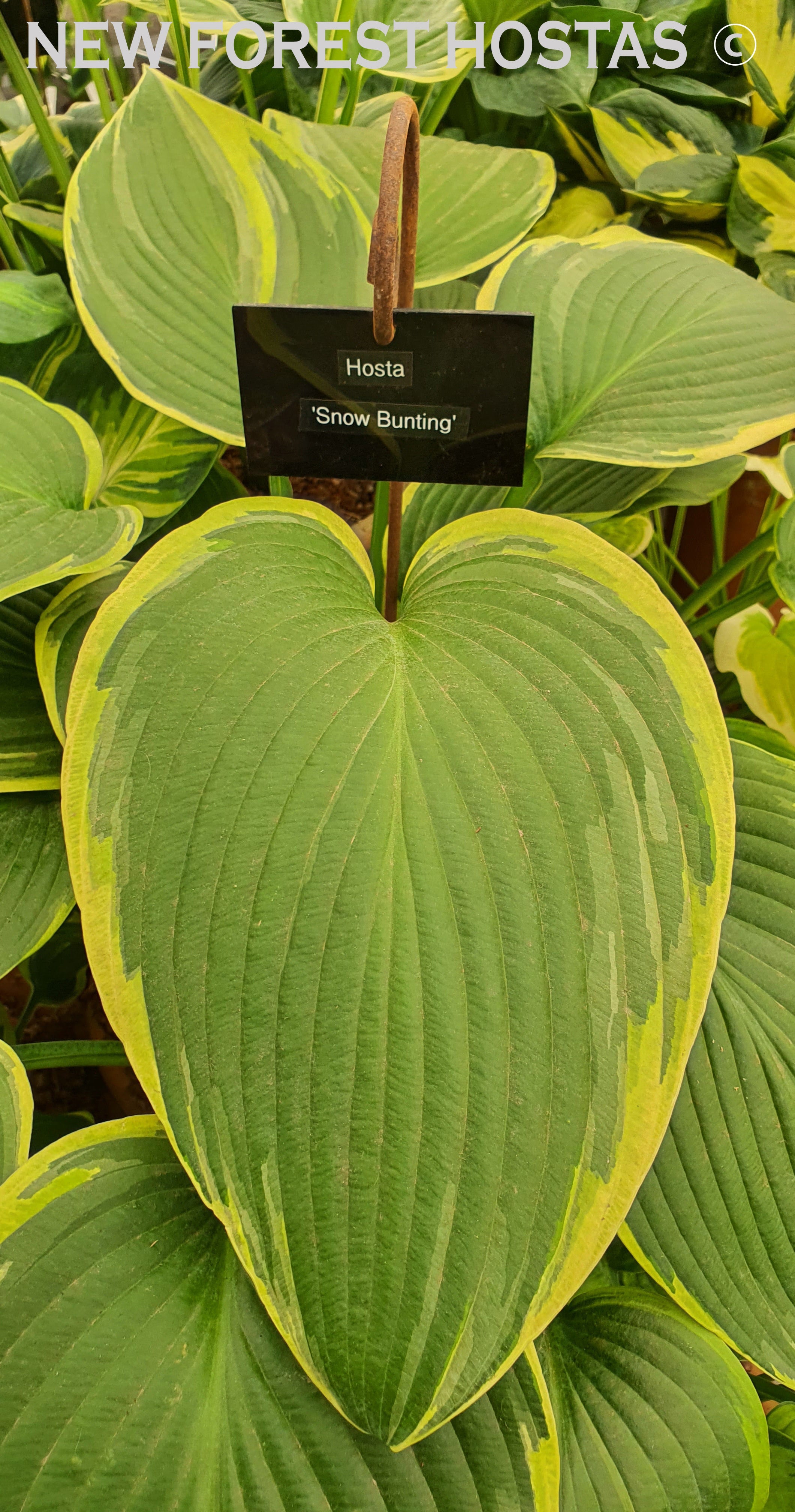 Hosta 'Snow Bunting' - New Forest Hostas & Hemerocallis