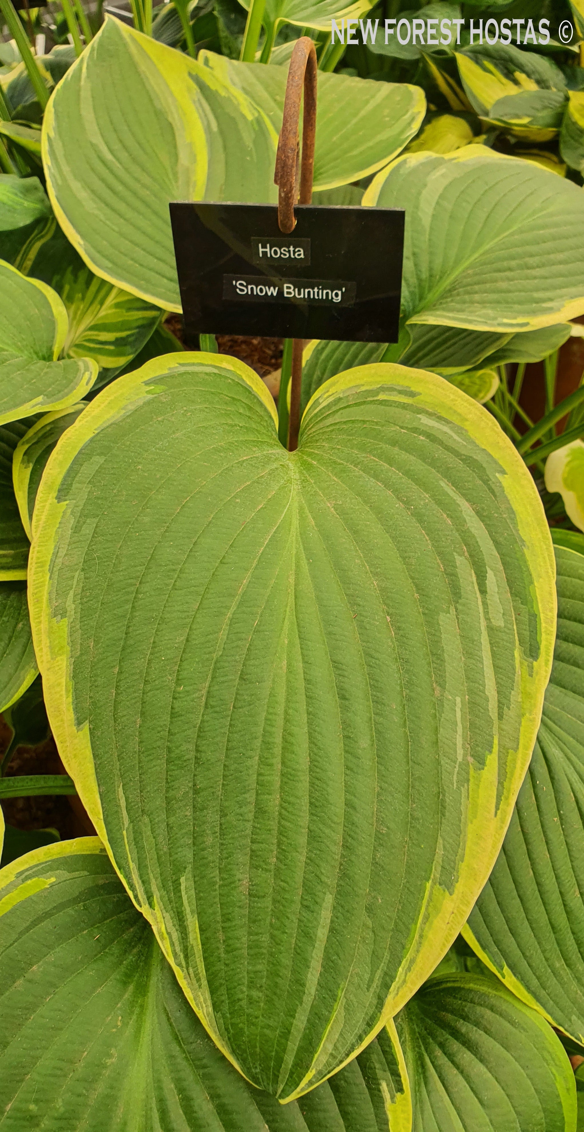 Hosta 'Snow Bunting' - New Forest Hostas & Hemerocallis
