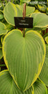 Hosta 'Snow Bunting' - New Forest Hostas & Hemerocallis