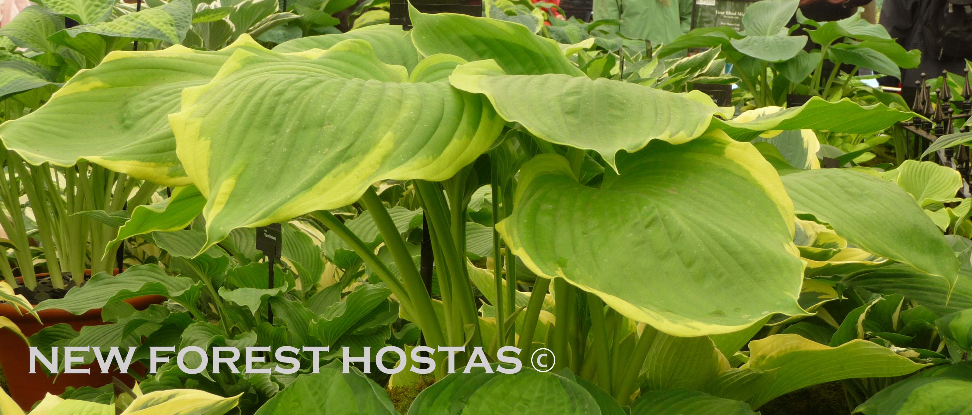 Hosta 'Winter Snow' - Larger Plants - New Forest Hostas & Hemerocallis