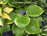Hosta 'Winter Snow' - Larger Plants - New Forest Hostas & Hemerocallis