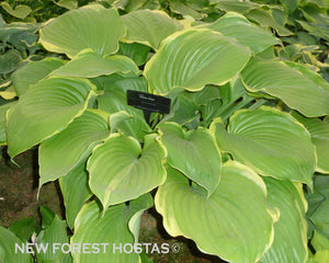 Hosta 'Winter Snow' - Larger Plants - New Forest Hostas & Hemerocallis