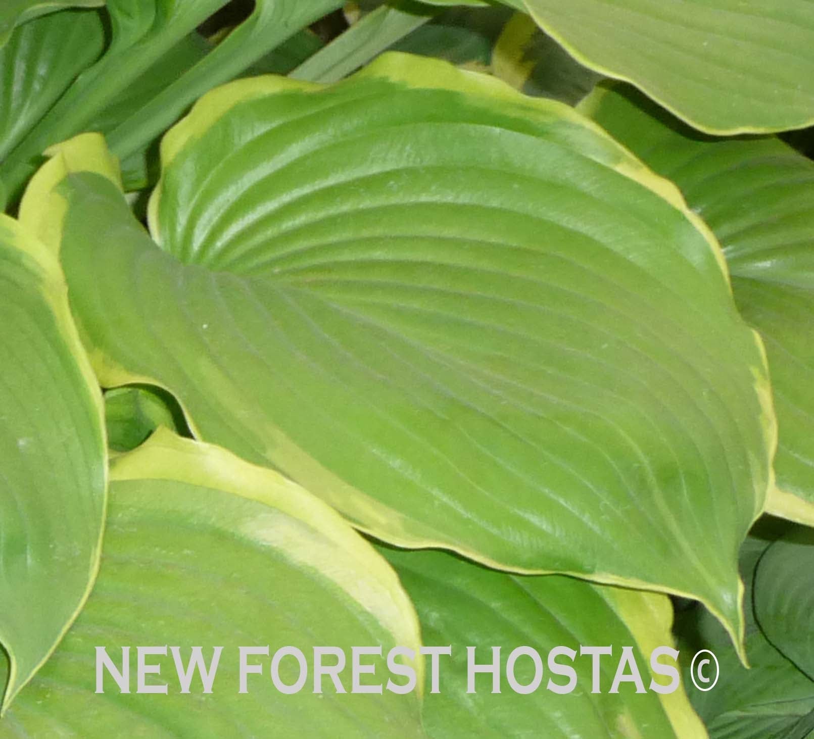 Hosta 'Winter Snow' - Larger Plants - New Forest Hostas & Hemerocallis