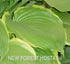 Hosta 'Winter Snow' - Larger Plants - New Forest Hostas & Hemerocallis