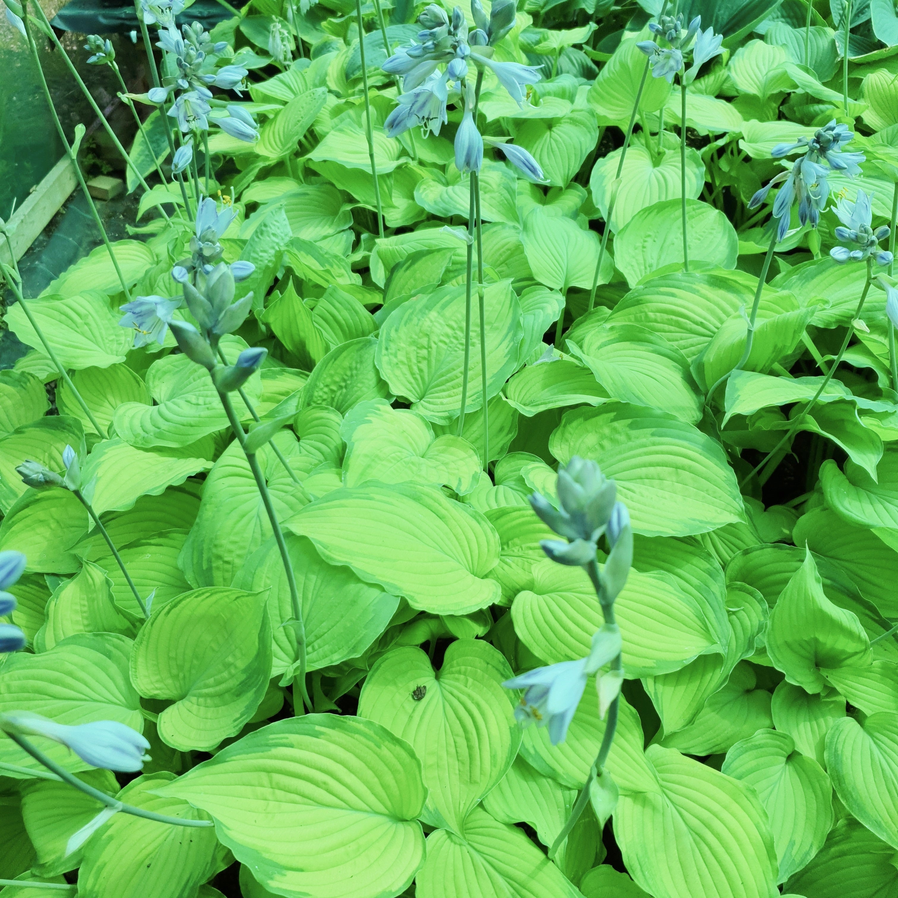 Hosta 'Old Glory' - New Forest Hostas & Hemerocallis