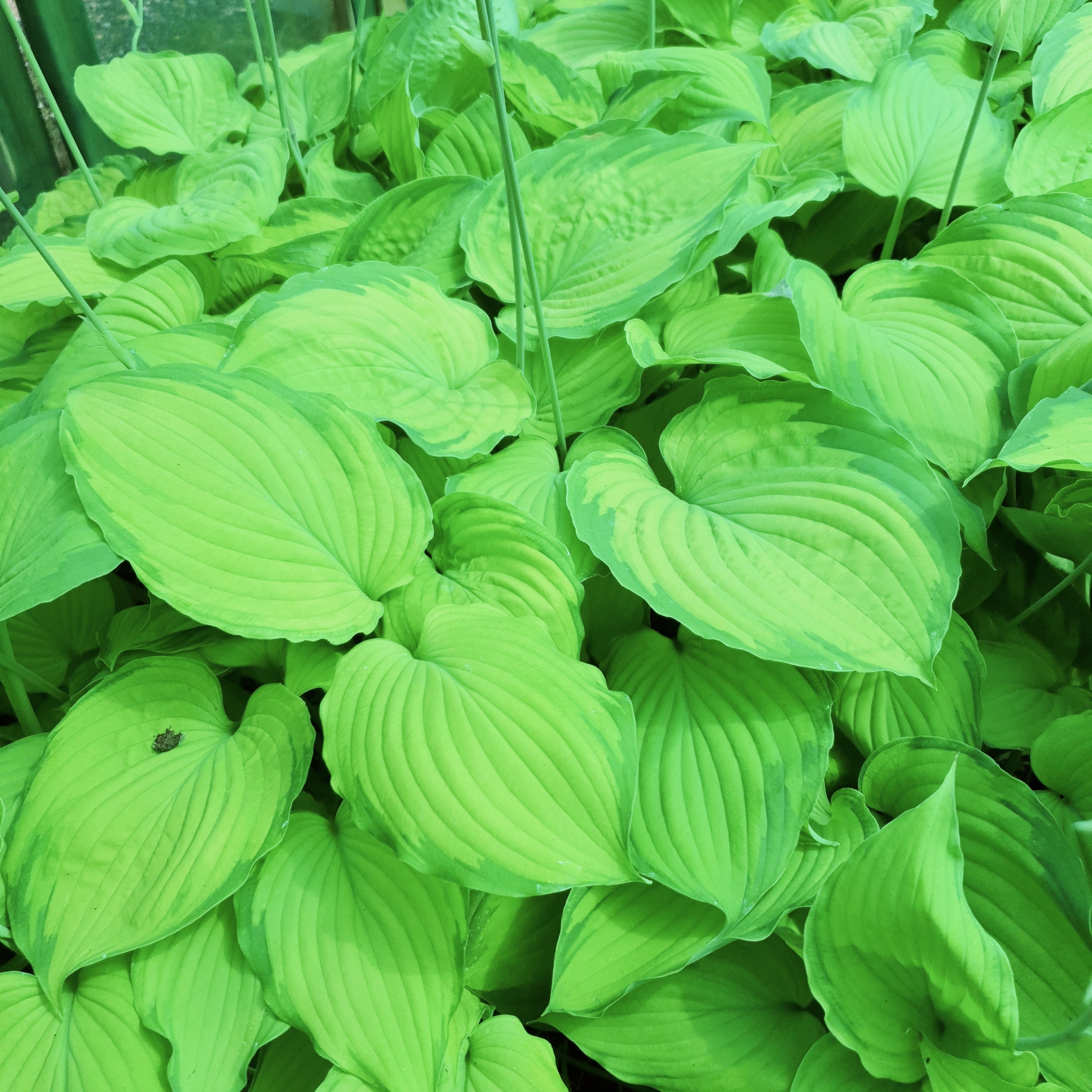Hosta 'Old Glory' - New Forest Hostas & Hemerocallis