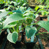 Hosta 'Carol' - New Forest Hostas & Hemerocallis