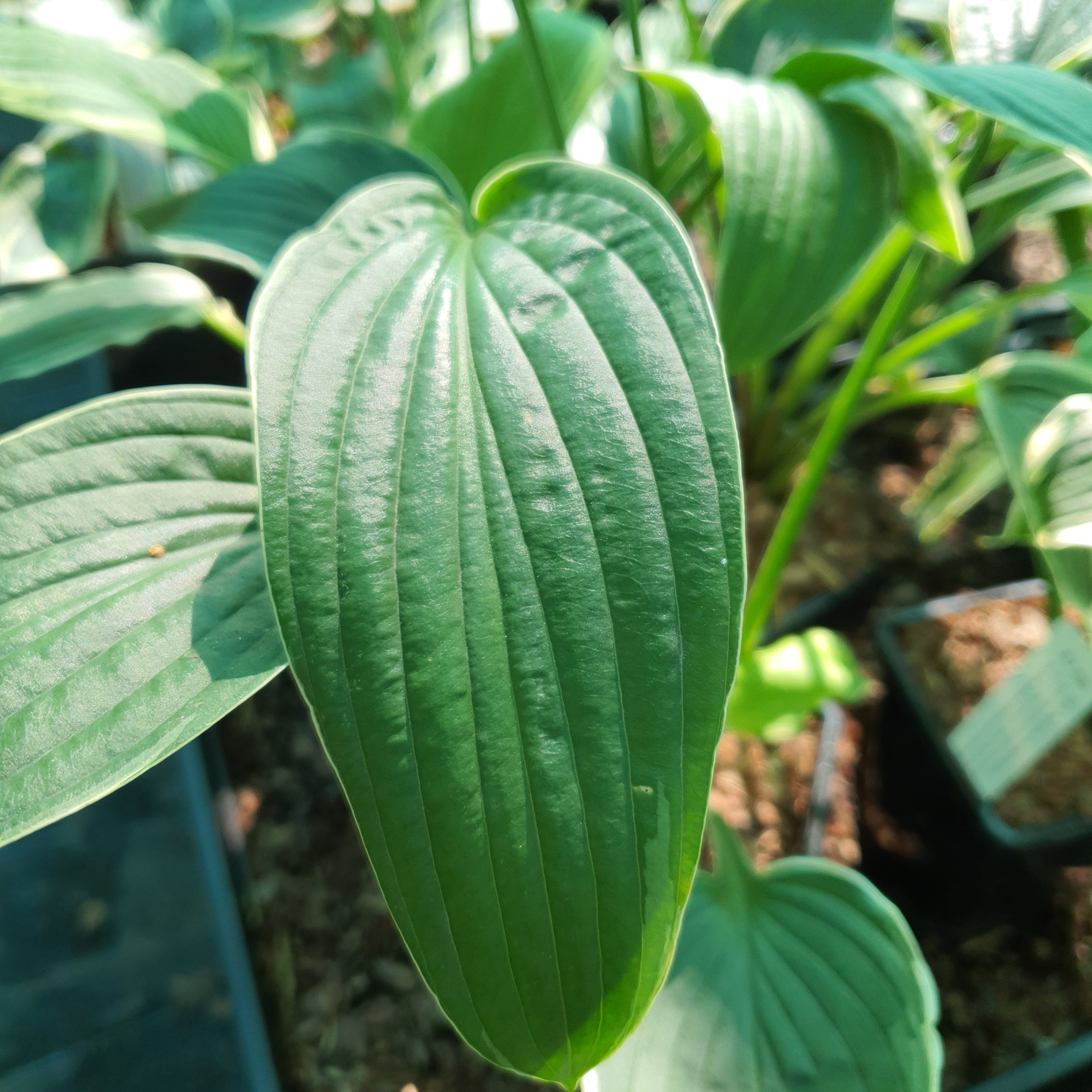 Hosta 'Carol' - New Forest Hostas & Hemerocallis