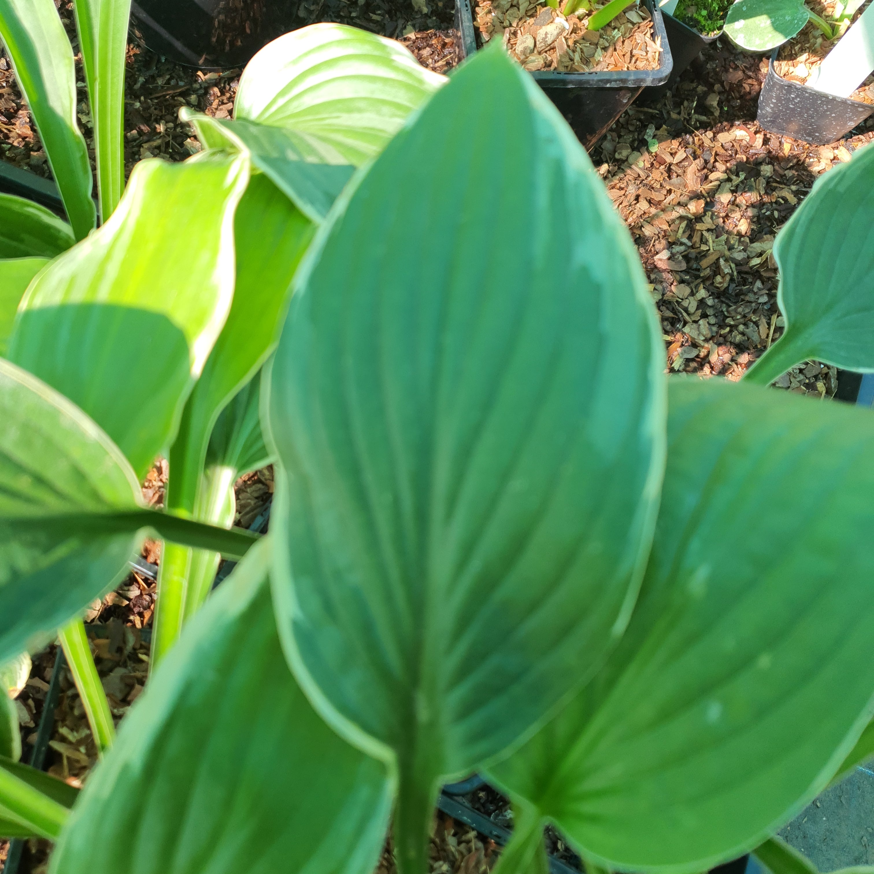 Hosta 'Carol' - New Forest Hostas & Hemerocallis