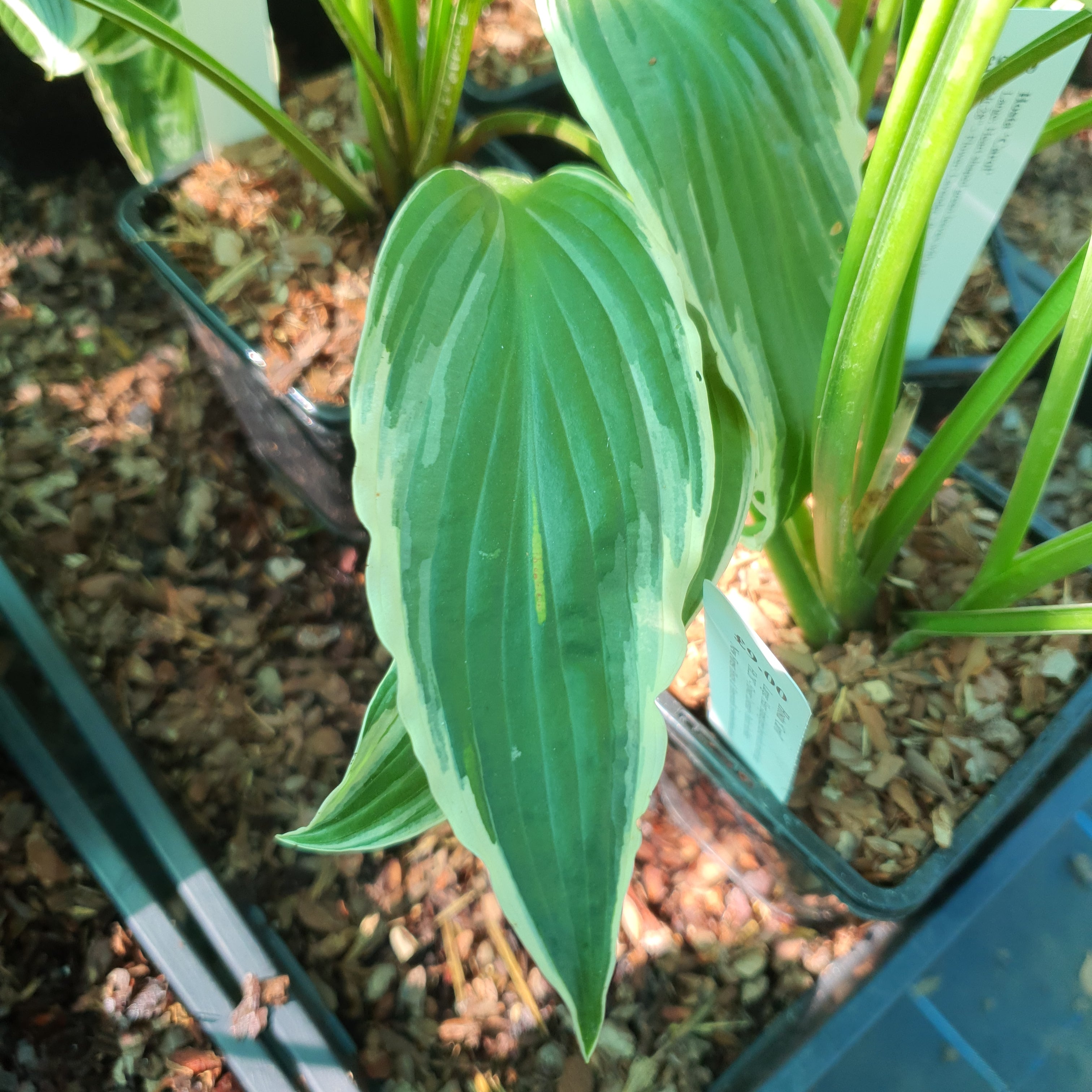Hosta 'Carol' - New Forest Hostas & Hemerocallis