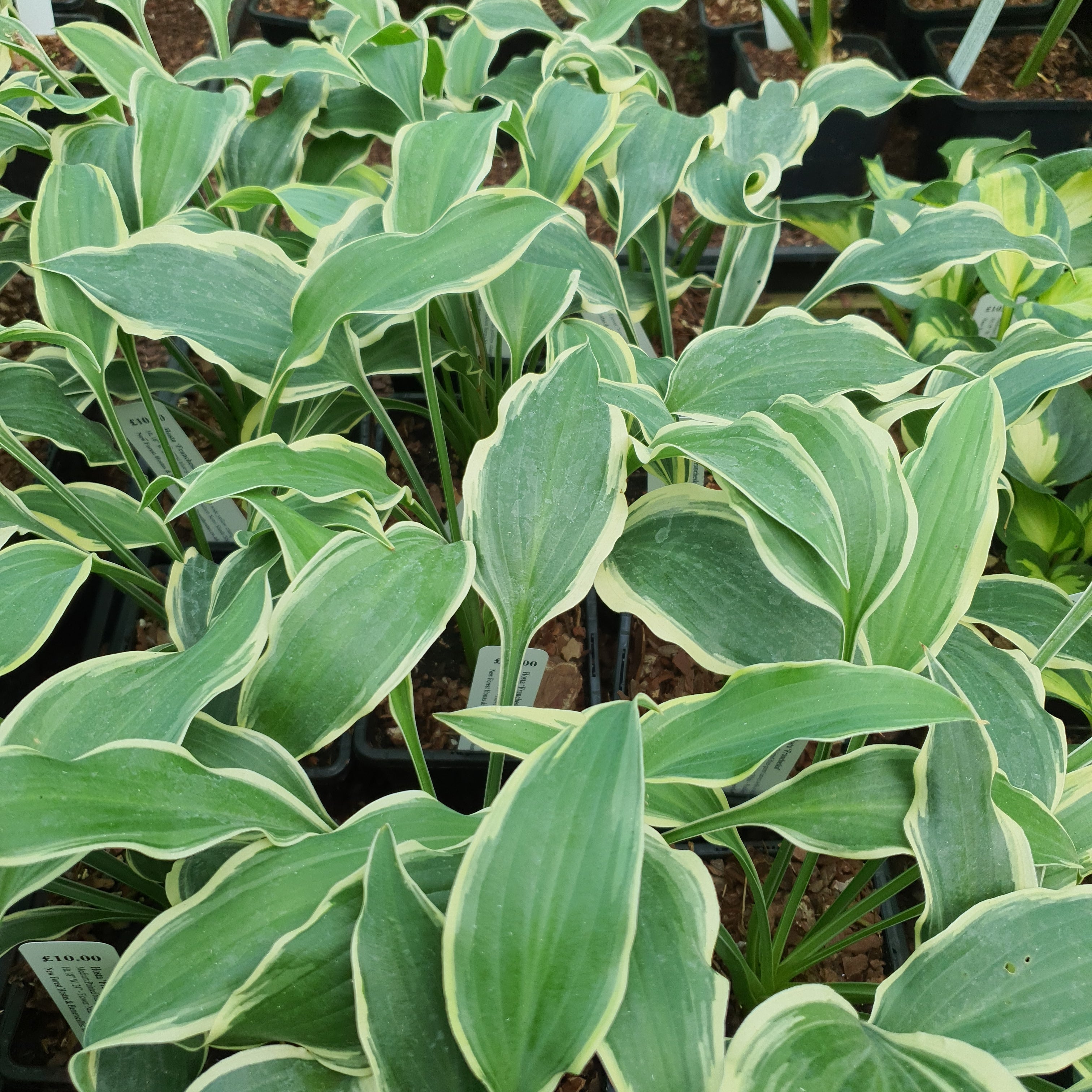 Hosta 'Francheska' - New Forest Hostas & Hemerocallis