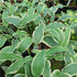 Hosta 'Francheska' - New Forest Hostas & Hemerocallis