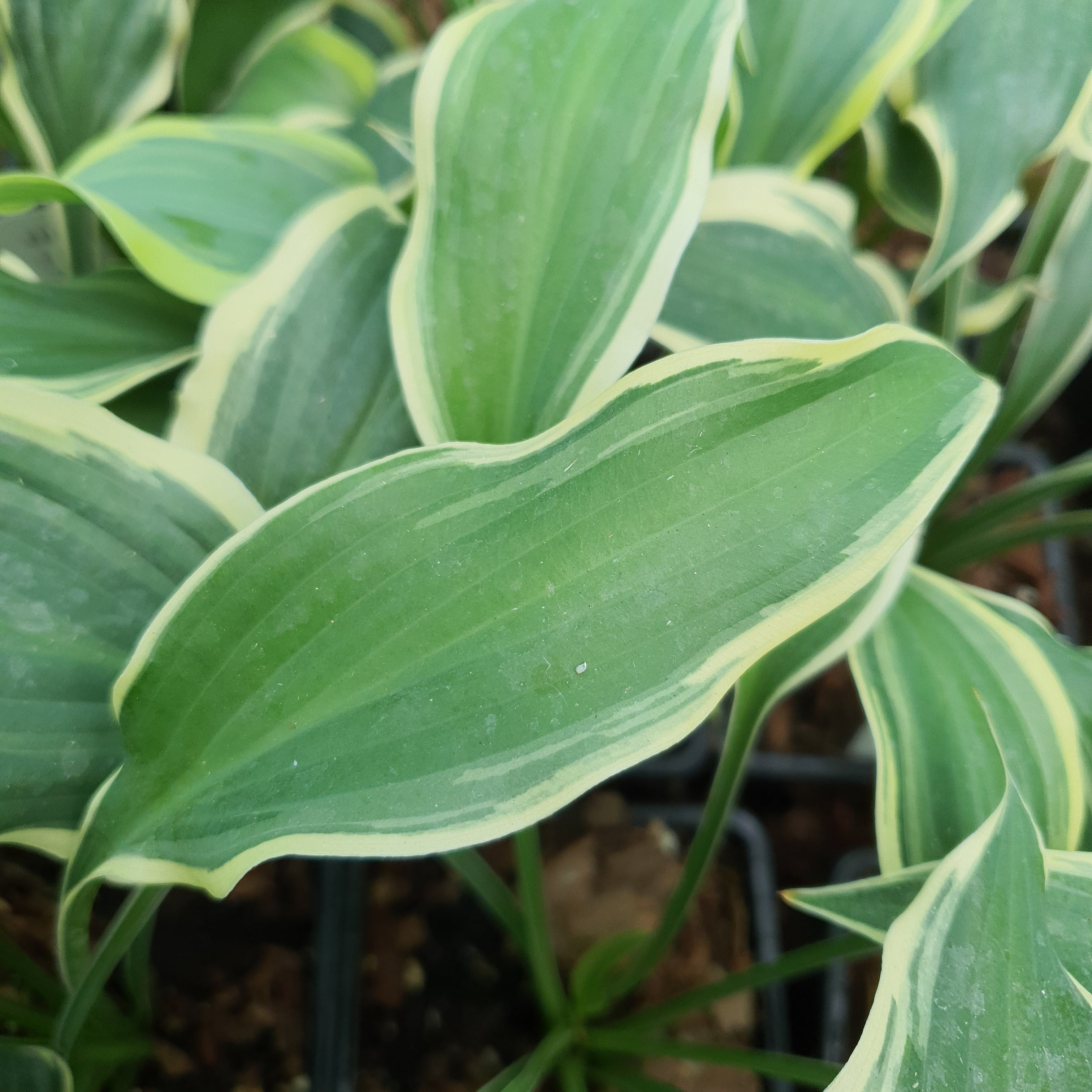 Hosta 'Francheska' - New Forest Hostas & Hemerocallis