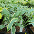 Hosta 'Francheska' - New Forest Hostas & Hemerocallis