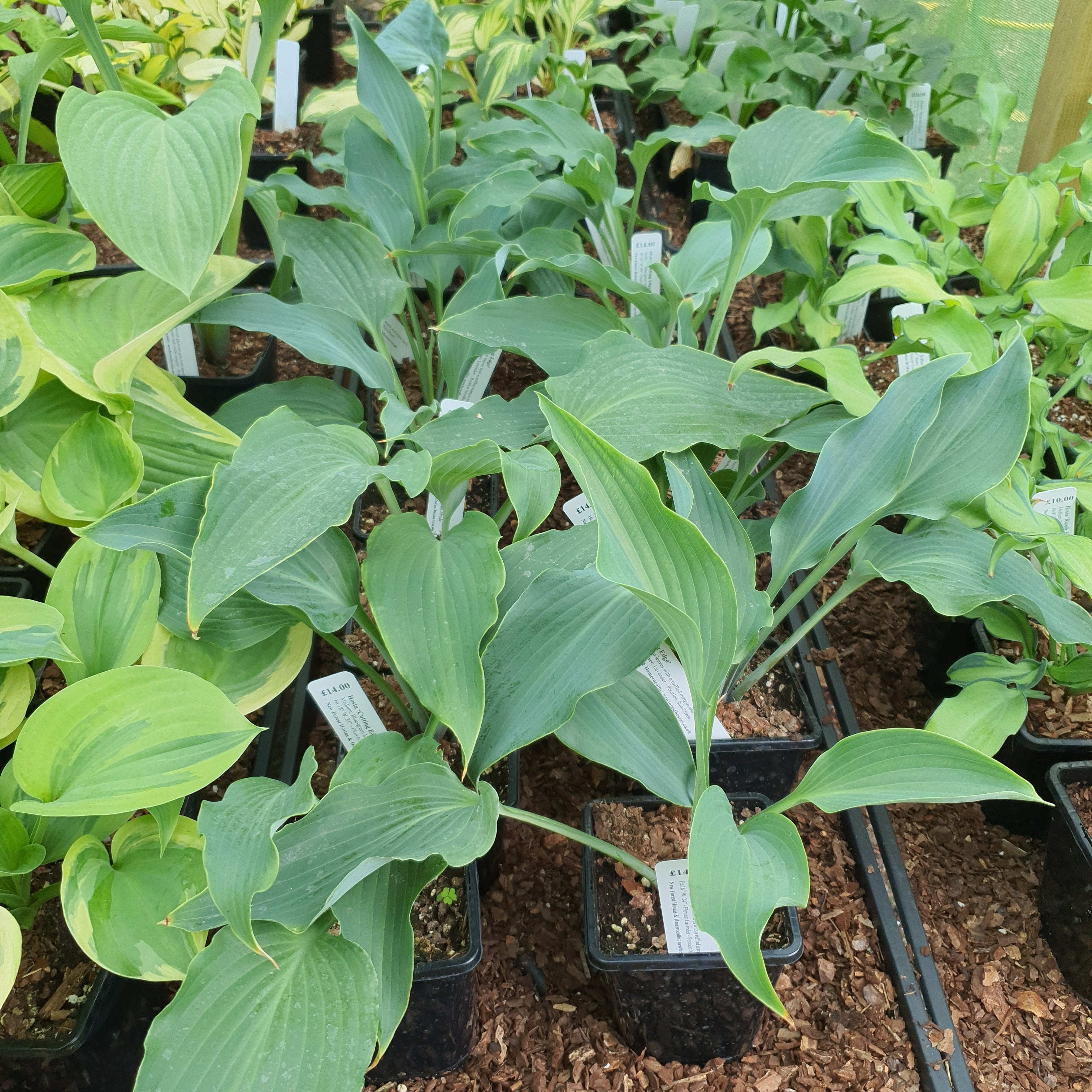 Hosta 'Cutting Edge' - New Forest Hostas & Hemerocallis