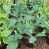 Hosta 'Cutting Edge' - New Forest Hostas & Hemerocallis