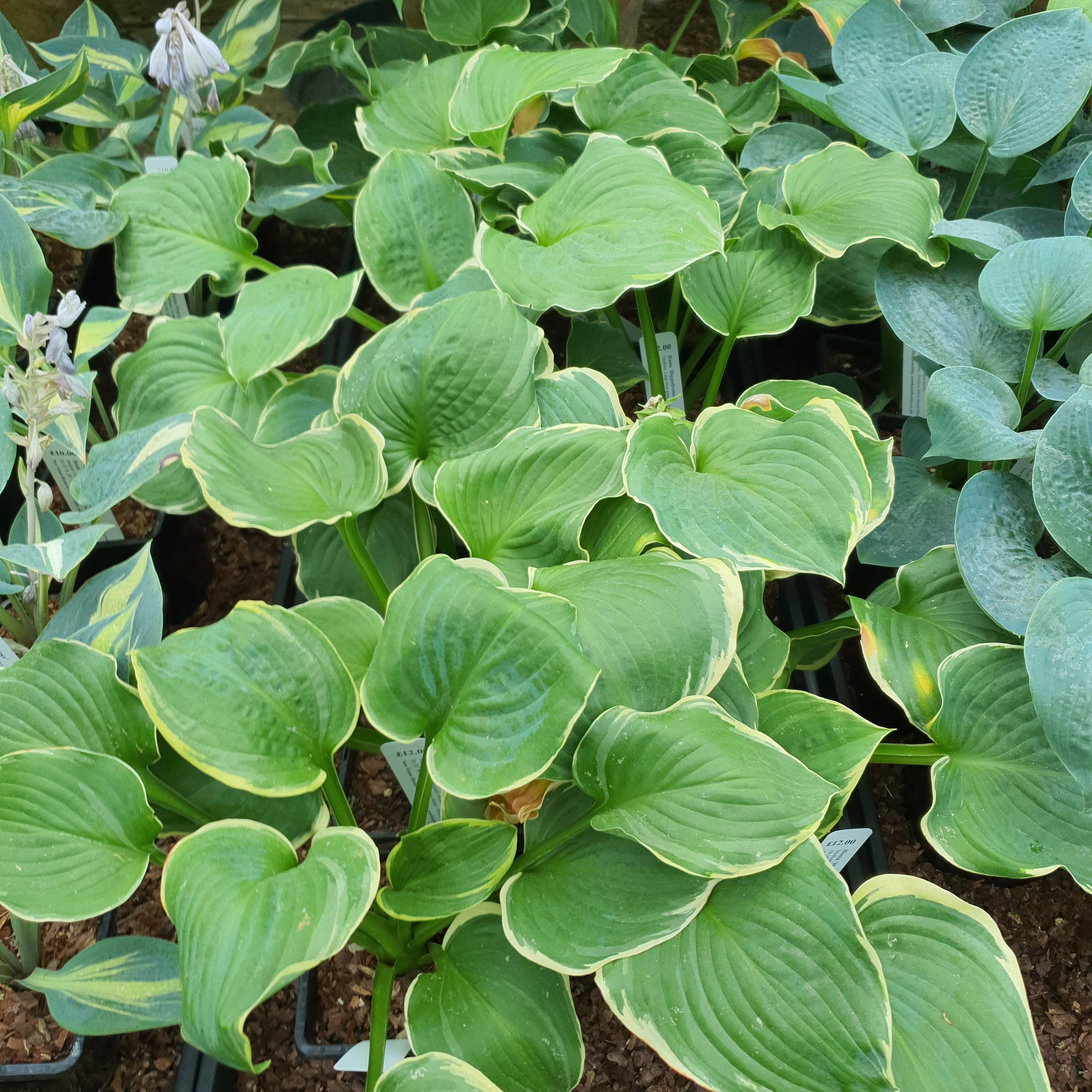 Hosta 'Hippodrome' - New Forest Hostas & Hemerocallis