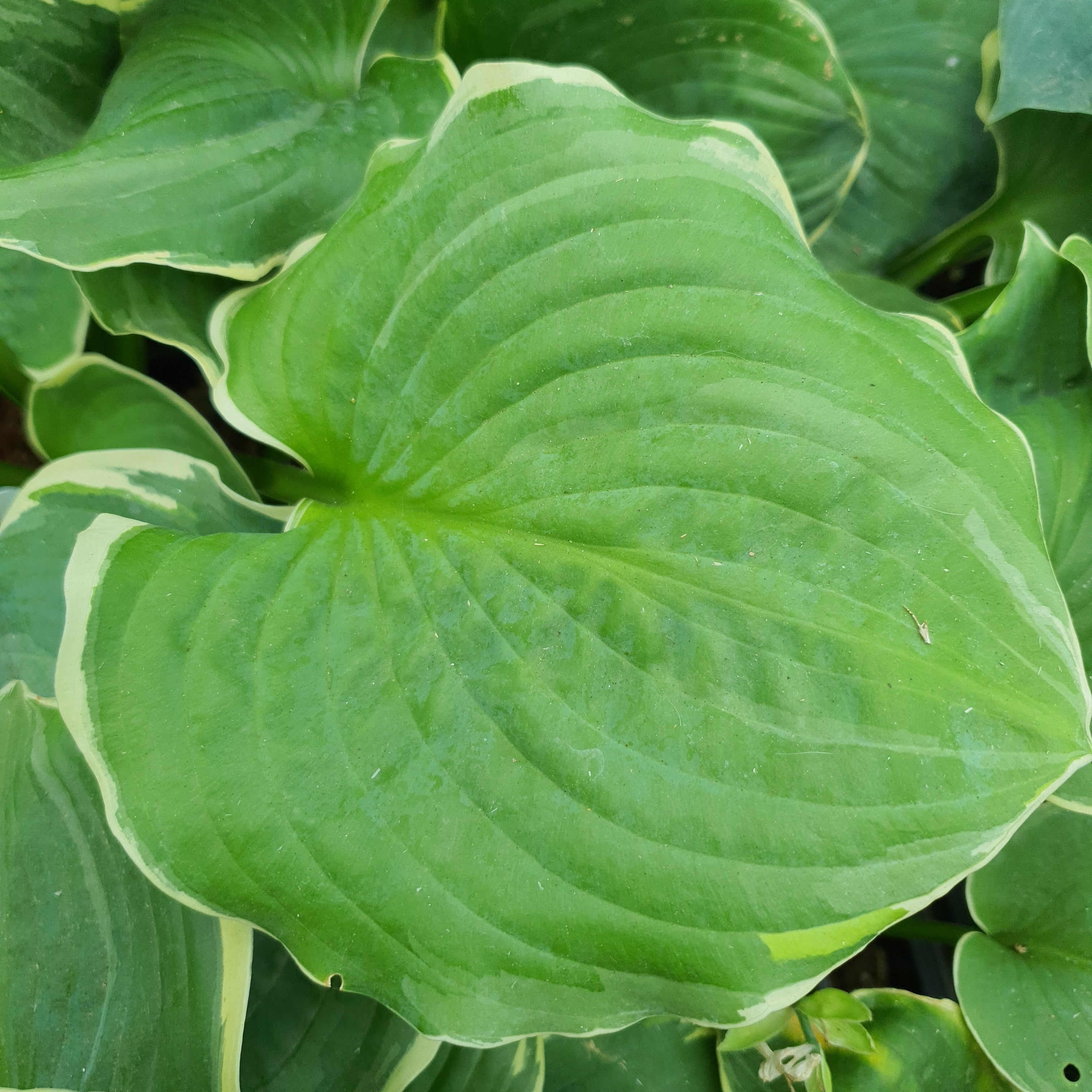 Hosta 'Hippodrome' - New Forest Hostas & Hemerocallis
