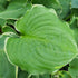 Hosta 'Hippodrome' - New Forest Hostas & Hemerocallis