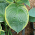 Hosta 'Parasol' - New Forest Hostas & Hemerocallis