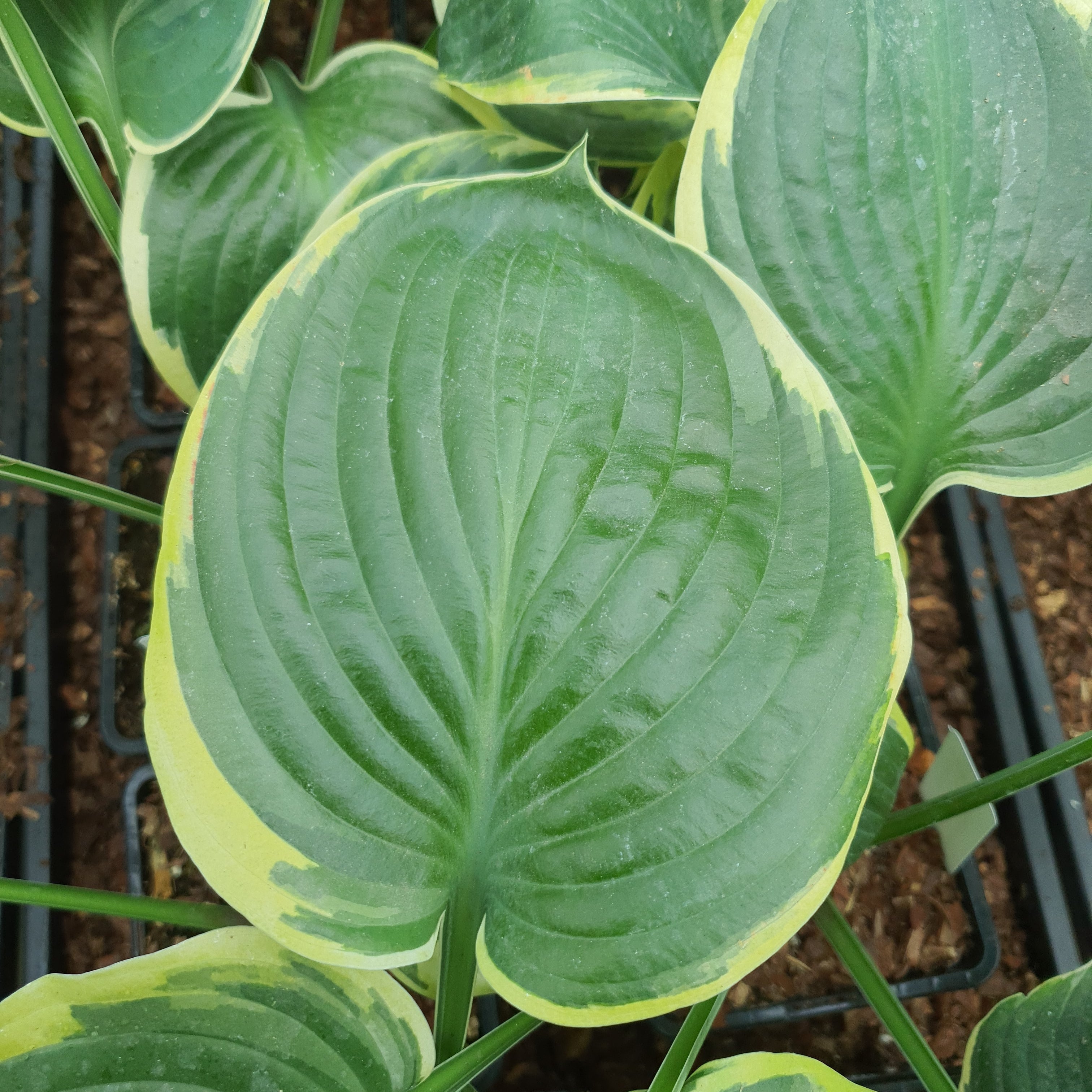 Hosta 'Parasol' - New Forest Hostas & Hemerocallis