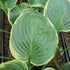 Hosta 'Parasol' - New Forest Hostas & Hemerocallis