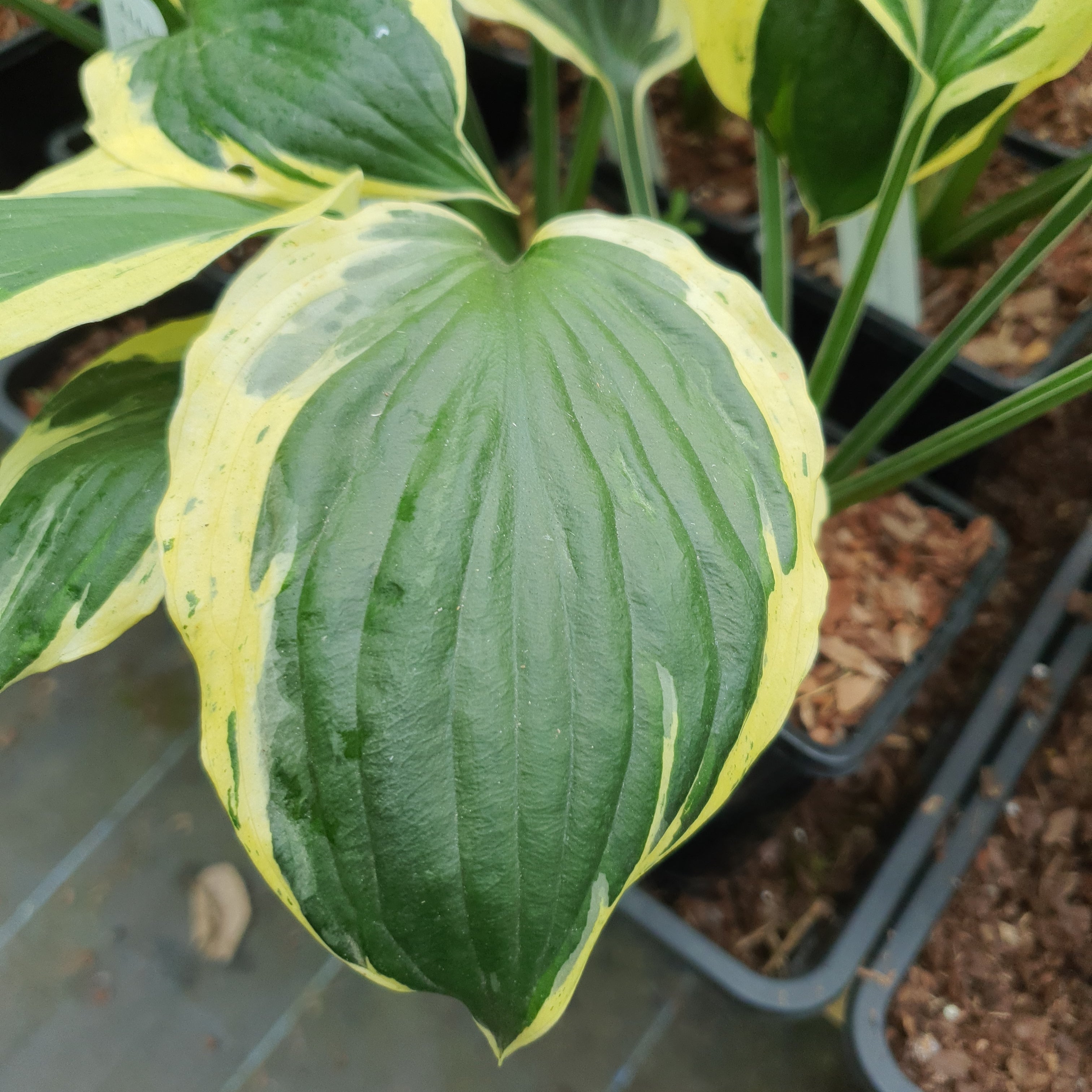 Hosta 'Olympic Glacier' - New Forest Hostas & Hemerocallis