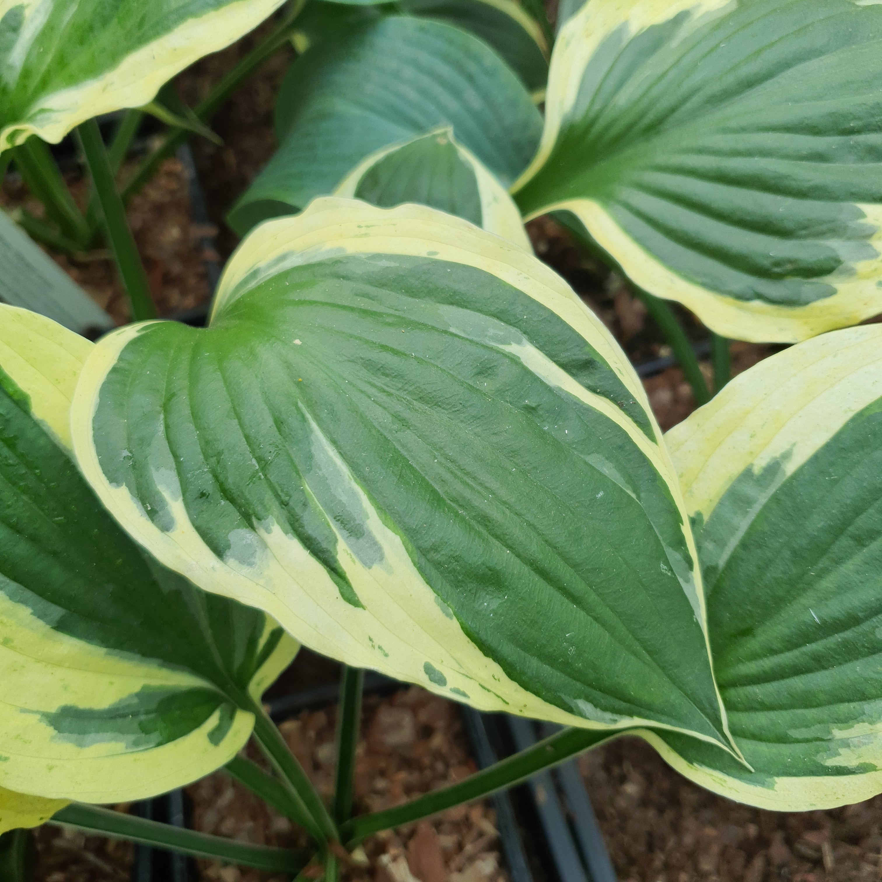 Hosta 'Olympic Glacier' - New Forest Hostas & Hemerocallis