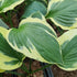 Hosta 'Olympic Glacier' - New Forest Hostas & Hemerocallis