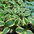 Hosta 'Olympic Glacier' - New Forest Hostas & Hemerocallis