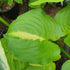 Hosta 'Mango Tango' - New Forest Hostas & Hemerocallis