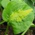 Hosta 'Mango Tango' - New Forest Hostas & Hemerocallis