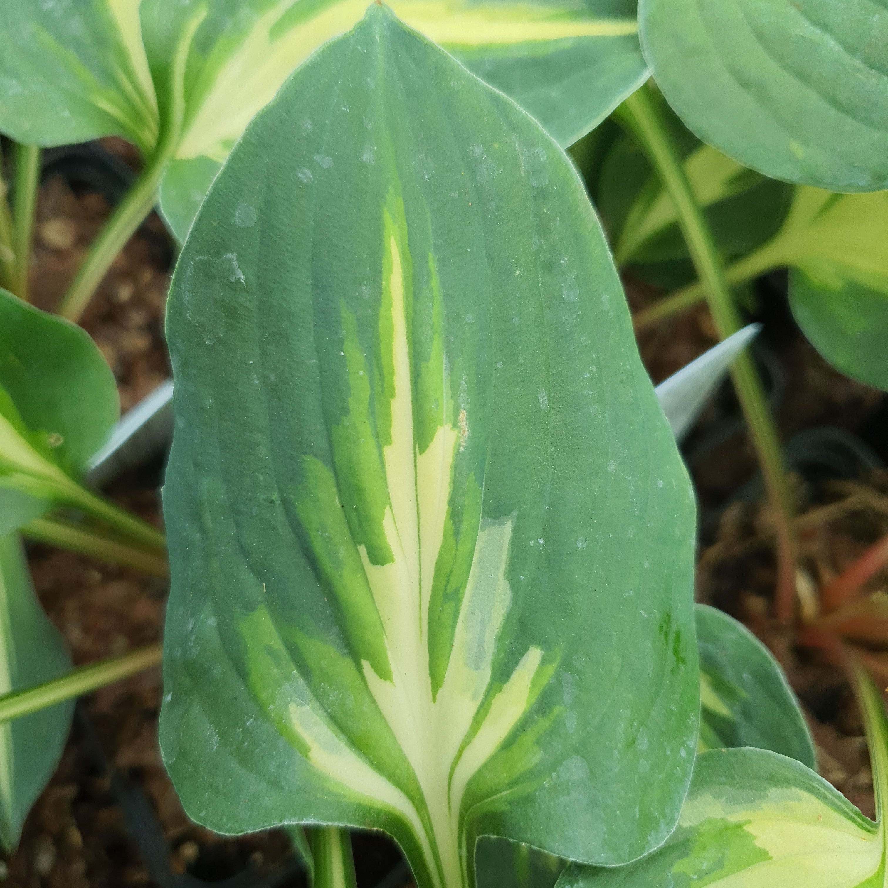 Hosta 'Fantasy Island' - New Forest Hostas & Hemerocallis