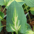 Hosta 'Fantasy Island' - New Forest Hostas & Hemerocallis