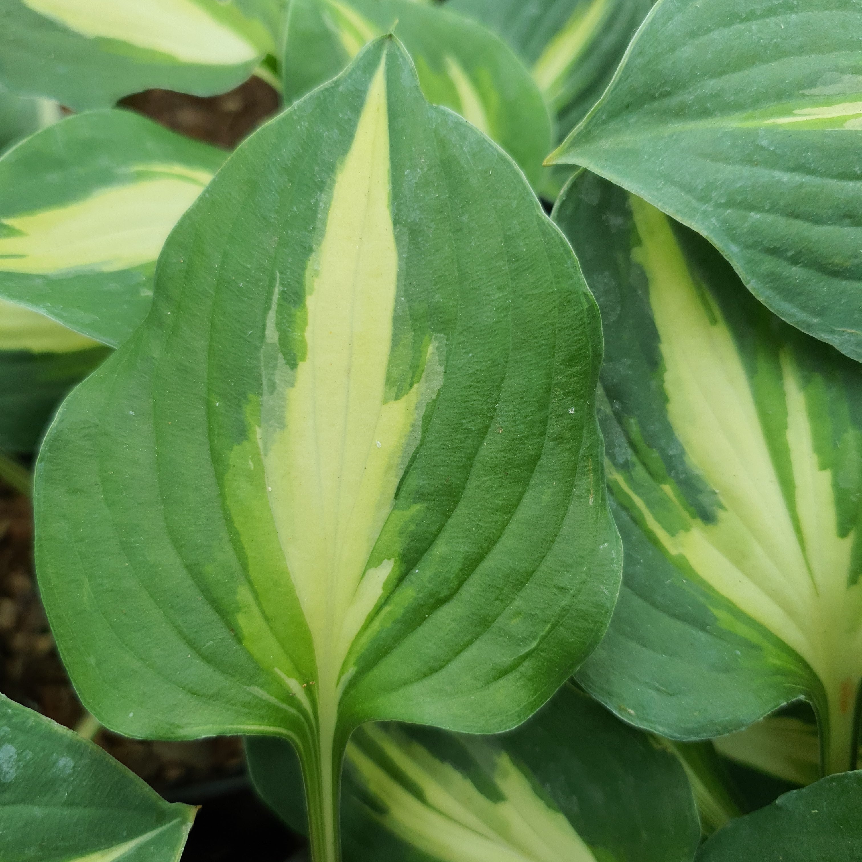 Hosta 'Fantasy Island' - New Forest Hostas & Hemerocallis