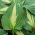 Hosta 'Fantasy Island' - New Forest Hostas & Hemerocallis