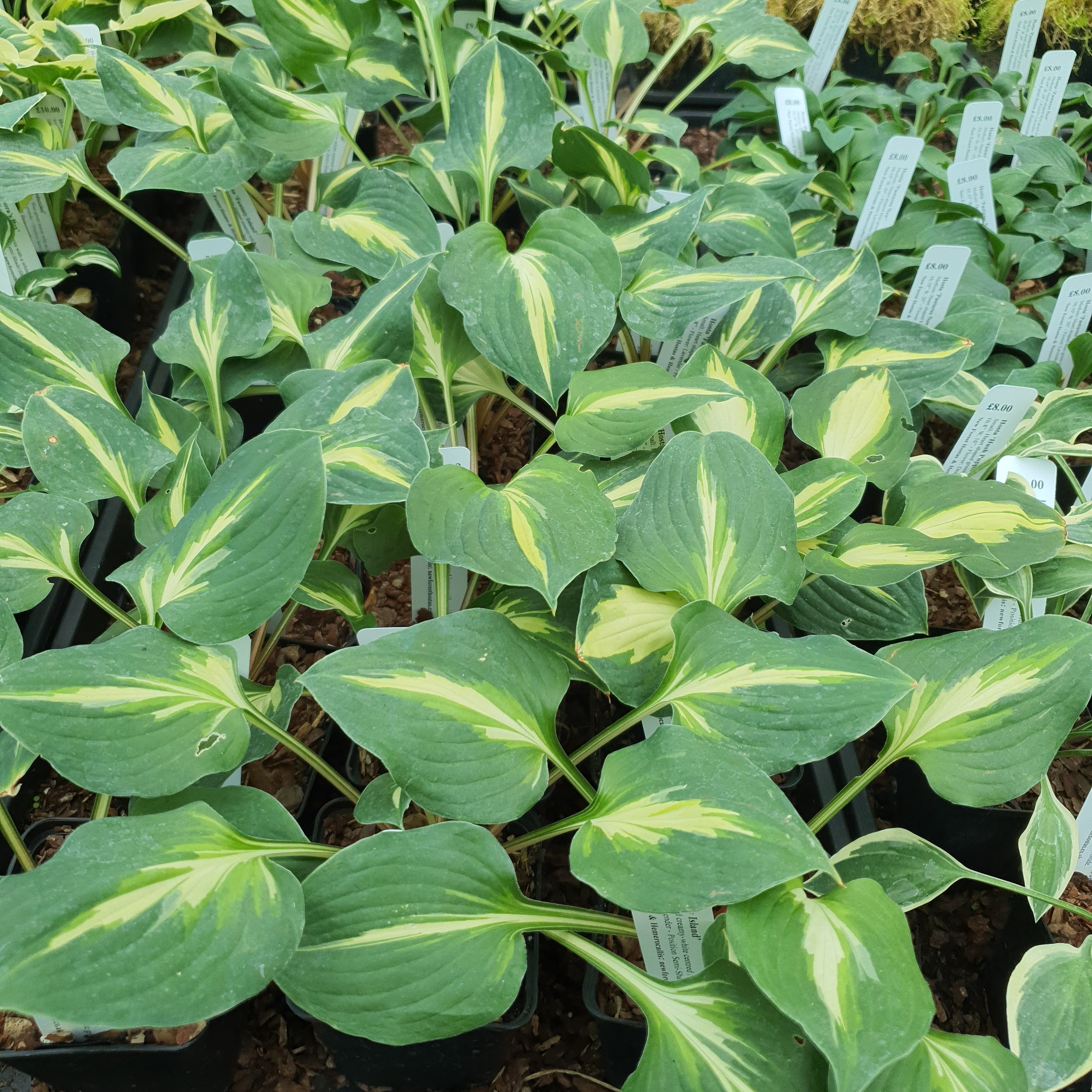 Hosta 'Fantasy Island' - New Forest Hostas & Hemerocallis