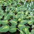 Hosta 'Fantasy Island' - New Forest Hostas & Hemerocallis