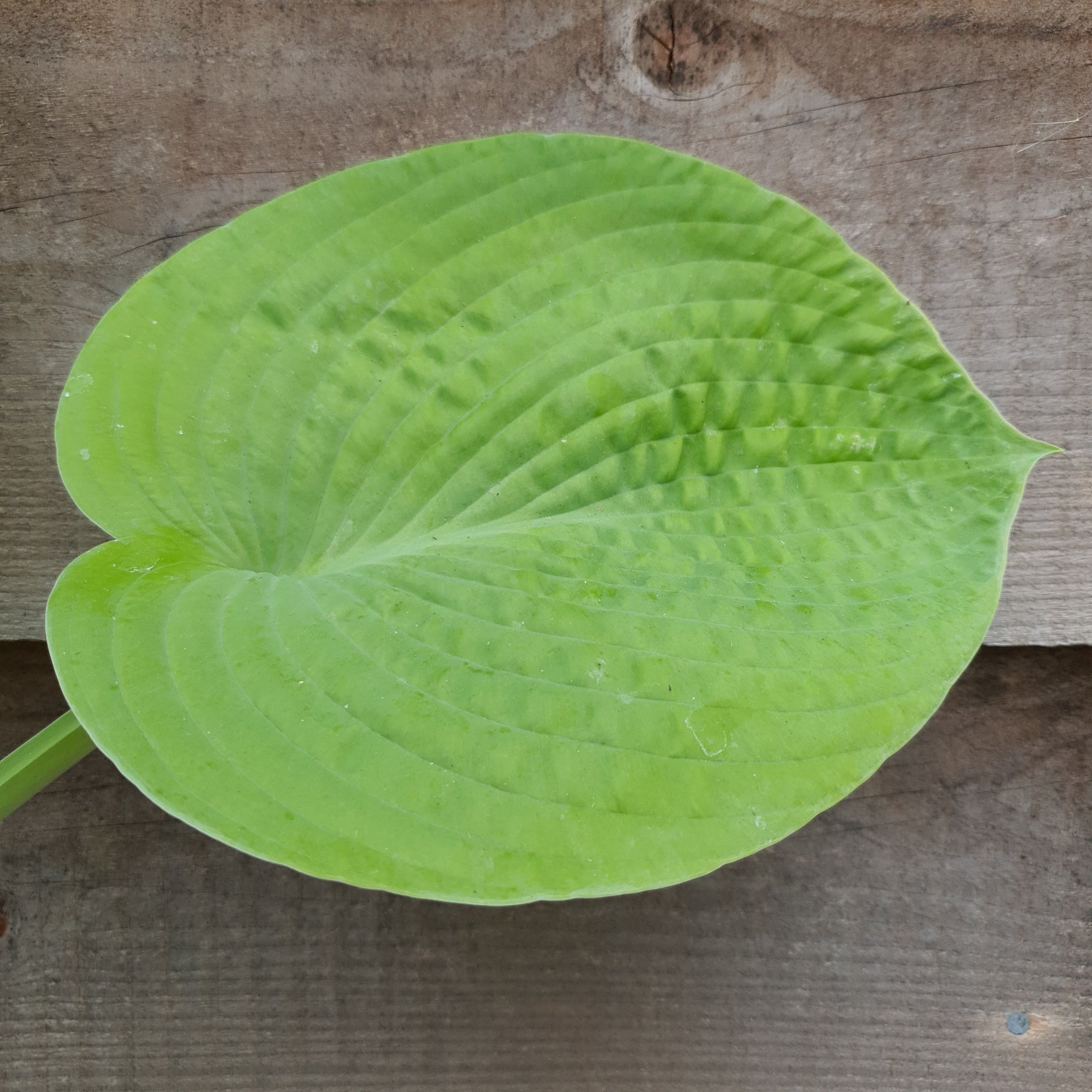 Hosta 'Abiqua Ariel' - New Forest Hostas & Hemerocallis