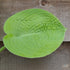 Hosta 'Abiqua Ariel' - New Forest Hostas & Hemerocallis