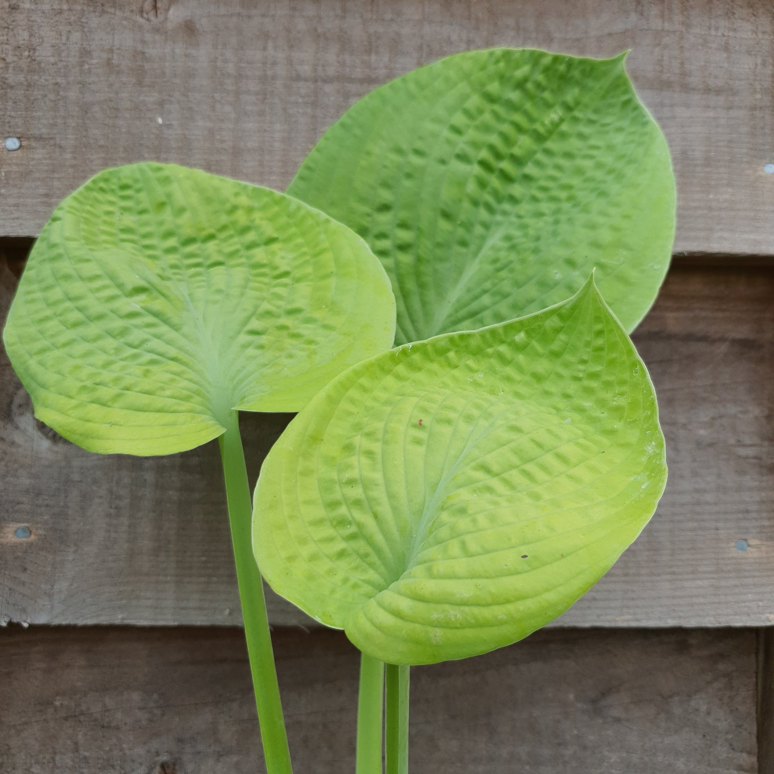 Hosta 'Abiqua Ariel' - New Forest Hostas & Hemerocallis