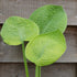 Hosta 'Abiqua Ariel' - New Forest Hostas & Hemerocallis