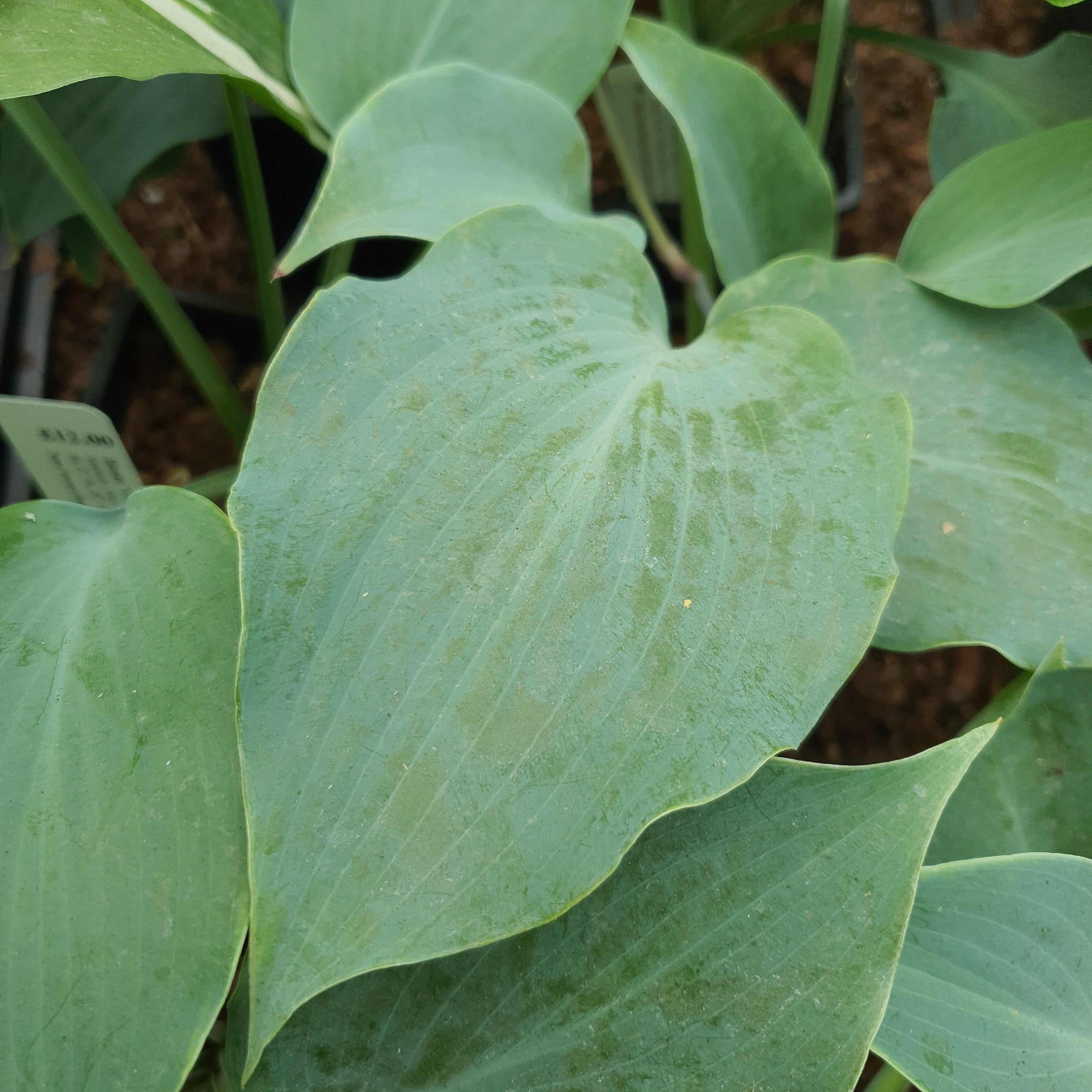 Hosta 'Titanium' - New Forest Hostas & Hemerocallis
