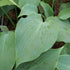 Hosta 'Titanium' - New Forest Hostas & Hemerocallis